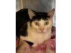 Adopt Georgette a All Black Domestic Shorthair / Mixed Breed (Medium) / Mixed