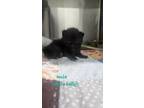 Adopt Saki a All Black Domestic Shorthair / Domestic Shorthair / Mixed cat in
