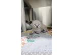 Adopt Tofu a Cream or Ivory Domestic Shorthair / Domestic Shorthair / Mixed cat