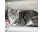Adopt Kitty - Bonded w/Juniper a Gray or Blue Domestic Longhair / Mixed Breed