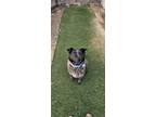 Adopt Skye a Black Australian Cattle Dog / Australian Shepherd / Mixed (short