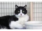 Adopt Panda a Black & White or Tuxedo Domestic Shorthair (short coat) cat in