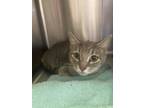 Adopt Paisley a Gray or Blue Domestic Shorthair / Mixed Breed (Medium) / Mixed