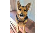 Adopt Luke a Black German Shepherd Dog / Mixed dog in Aberdeen, SD (41259202)