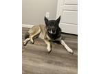 Adopt Raven a Black - with Tan, Yellow or Fawn German Shepherd Dog / Husky /