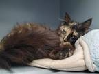 Adopt Sonya a All Black Domestic Longhair / Domestic Shorthair / Mixed cat in