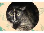 Adopt Diane a Tortoiseshell Domestic Shorthair (short coat) cat in House