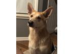 Adopt Kayo a Tan/Yellow/Fawn - with White German Shepherd Dog / Mixed dog in