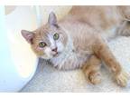 Adopt OJ a Tan or Fawn (Mostly) Domestic Shorthair (short coat) cat in House