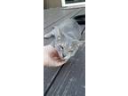 Adopt Sway a Gray or Blue (Mostly) American Shorthair / Mixed (short coat) cat