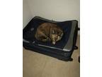 Adopt Mimi-Me a Tortoiseshell Calico / Mixed (short coat) cat in Bradenton