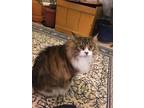 Adopt Kamoon a Tan or Fawn Domestic Longhair / Mixed (long coat) cat in