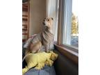 Adopt Jango a Tan/Yellow/Fawn Italian Greyhound / Mixed dog in West Warwick