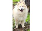 Adopt Bear Kendall a Tan/Yellow/Fawn Husky / Pomeranian / Mixed dog in Cuba