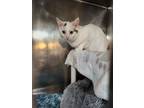 Adopt Gopher a White Domestic Shorthair / Mixed Breed (Medium) / Mixed (short