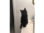 Adopt Little girl a All Black Domestic Shorthair / Mixed (short coat) cat in