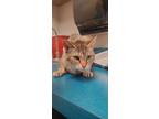 Adopt Polly Pocket a Orange or Red Domestic Shorthair / Domestic Shorthair /