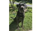 Adopt Major a Black Mixed Breed (Large) / Mixed dog in Reidsville, NC (41265595)