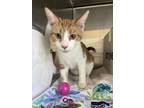 Adopt Gator a Orange or Red Domestic Shorthair / Domestic Shorthair / Mixed cat