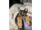 Adopt Kiwi a Brown/Chocolate - with Tan Miniature Pinscher / Mixed dog in South