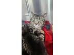 Adopt Gayle a All Black Domestic Shorthair / Domestic Shorthair / Mixed cat in
