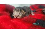 Adopt Ramen a All Black Domestic Shorthair / Domestic Shorthair / Mixed cat in