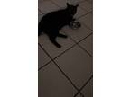 Adopt Boris a All Black Domestic Shorthair / Mixed (short coat) cat in