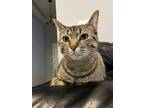 Adopt Lucy a Spotted Tabby/Leopard Spotted American Shorthair / Mixed (short
