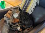 Adopt Mina a Gray, Blue or Silver Tabby American Shorthair (short coat) cat in