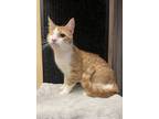 Adopt Hatchet - AC a Orange or Red (Mostly) Domestic Shorthair / Mixed (short