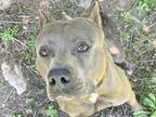 Adopt Bosco a Gray/Blue/Silver/Salt & Pepper Mixed Breed (Large) / Mixed dog in