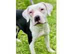 Adopt Ginger a White American Pit Bull Terrier / Mixed Breed (Medium) / Mixed