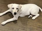 Adopt Rooster a White Labrador Retriever / Mixed dog in Laredo, TX (41265249)