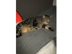Adopt Quapo a Gray, Blue or Silver Tabby Tabby / Mixed (short coat) cat in