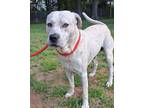 Adopt Buddy a White American Pit Bull Terrier / Mixed Breed (Medium) / Mixed