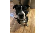 Adopt Chewy a Black - with White American Pit Bull Terrier / Mixed dog in