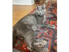 Adopt Pierre Moon a Gray or Blue Domestic Shorthair (short coat) cat in