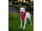 Adopt A Marshmallow a White Parson Russell Terrier / Jack Russell Terrier dog in