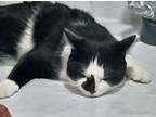 Adopt Milo a Black & White or Tuxedo Domestic Shorthair / Mixed (short coat) cat