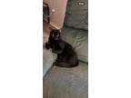 Adopt Rusty a Black (Mostly) American Shorthair / Mixed (short coat) cat in