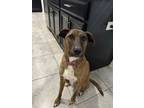 Adopt Hermione a Brindle - with White Mountain Cur / German Shepherd Dog / Mixed