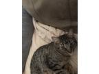 Adopt Taco a Brown Tabby Domestic Shorthair / Mixed (short coat) cat in