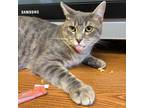 Adopt Milky Way & (Twix) bonded a Gray or Blue (Mostly) Domestic Shorthair /
