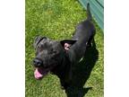 Adopt BLUEY a American Staffordshire Terrier / Mixed dog in Midwest City