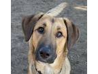 Adopt HICKORY (local) sf/yo a Brown/Chocolate - with Black Shepherd (Unknown