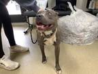 Adopt Harley a Merle American Pit Bull Terrier / Mixed Breed (Medium) / Mixed