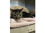 Adopt Chex a Brown Tabby Domestic Shorthair / Mixed Breed (Medium) / Mixed