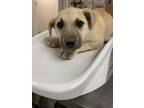 Adopt 55755603 a Tan/Yellow/Fawn Labrador Retriever / Shepherd (Unknown Type) /