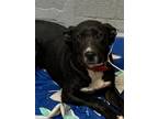 Adopt 55755915 a Black American Pit Bull Terrier / Australian Cattle Dog / Mixed