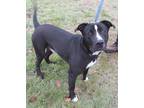 Adopt Wendigo a Black - with White Mixed Breed (Large) / Mixed dog in